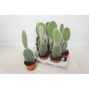 OPUNTIA