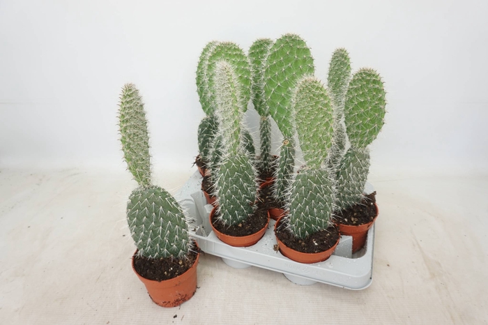 <h4>OPUNTIA</h4>