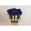Agapanthus 'Atlantic Ocean'