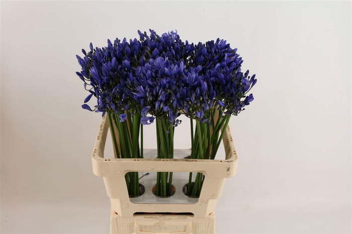 <h4>Agapanthus 'Uri'</h4>