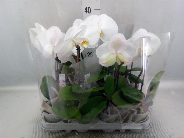 <h4>Phalaenopsis   ...white</h4>