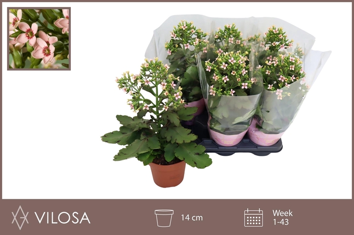 <h4>KAL FEMININE PINK</h4>