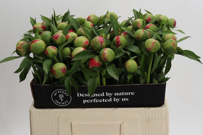 <h4>Paeonia Coral Charm</h4>