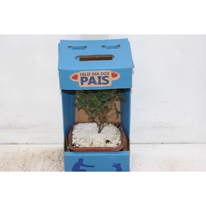 BONSAI JUNIOR VASO PLASTICO 1.1L