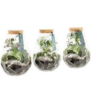 Arrangementen kamerplanten H%