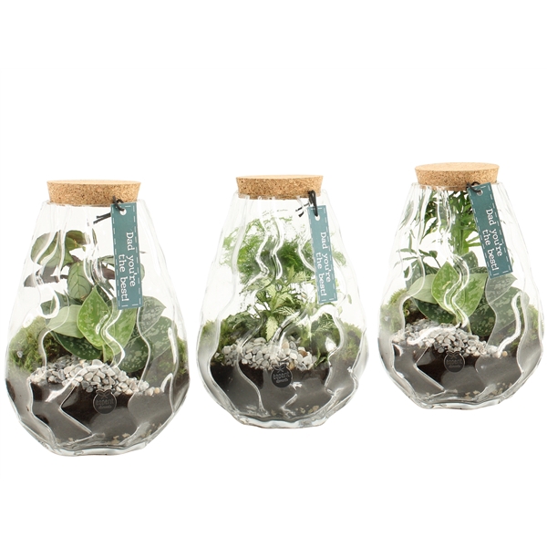 <h4>Arrangementen kamerplanten H%</h4>