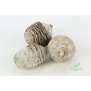 PINECONE CEDAR FROSTED WHITE 3PCS D9