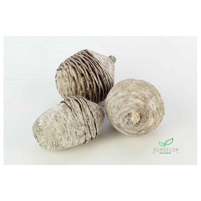 <h4>PINECONE CEDAR FROSTED WHITE 3PCS D9</h4>