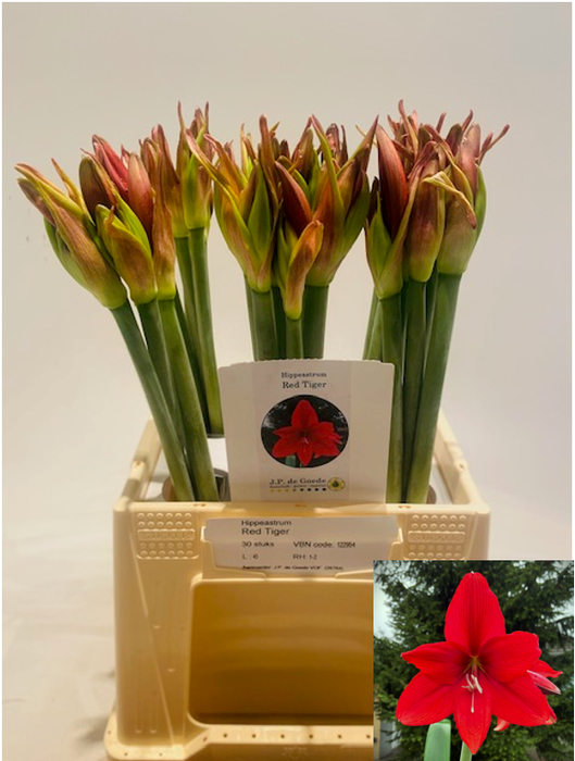 <h4>HIPP GA RED TIGER</h4>