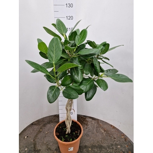 Ficus Benghalensis Audrey 25Ø 120cm 3pp