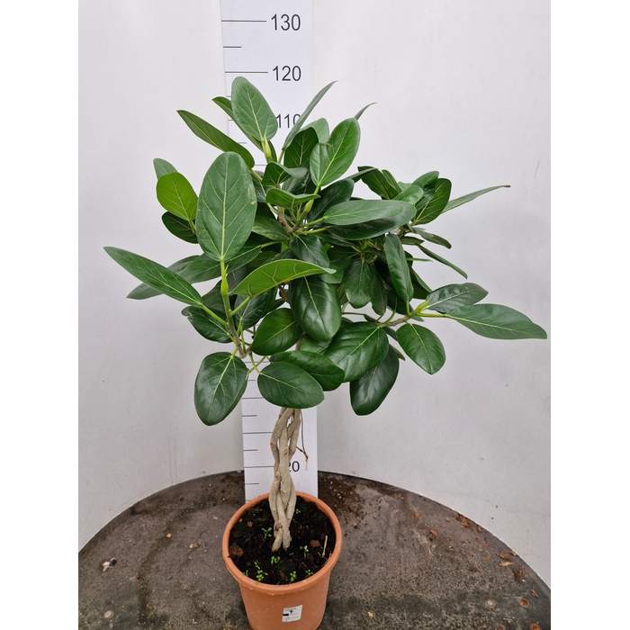 <h4>Ficus Benghalensis Audrey 25Ø 120cm 3pp</h4>