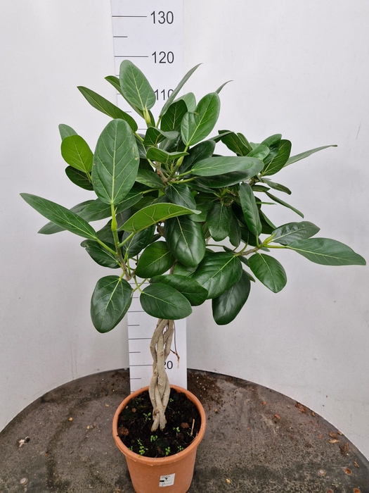 Ficus Benghalensis Audrey 25Ø 120cm 3pp