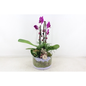 arr2 PL - Glas cilinder phal. lila