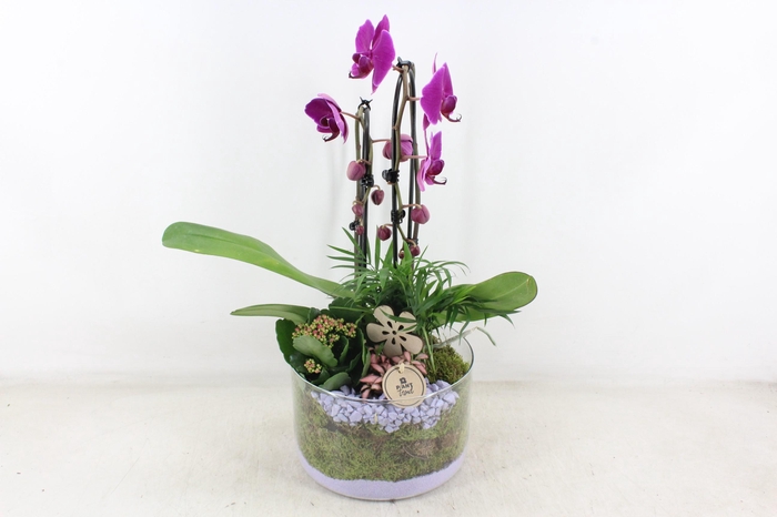 <h4>arr2 PL - Glas cilinder phal. lila</h4>