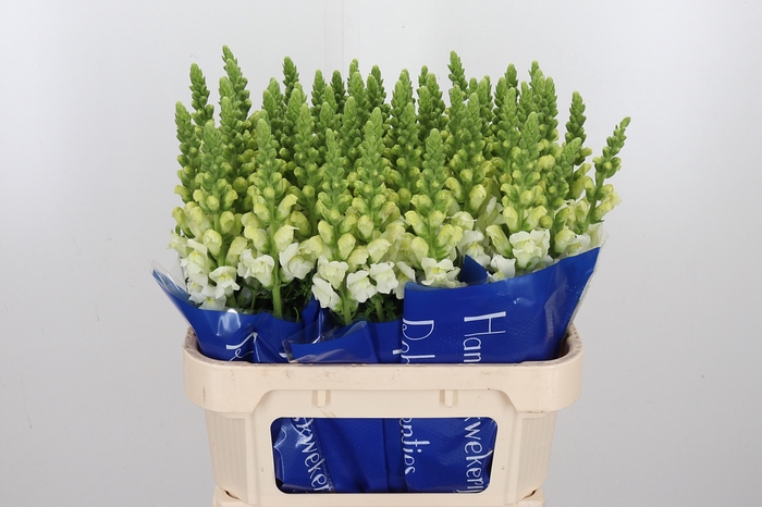 <h4>Antir Antibes White</h4>