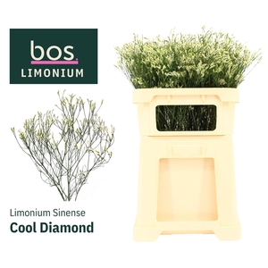 Lim Sin Cool Diamond