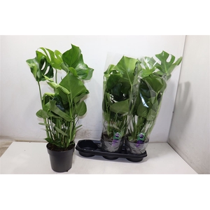 Monstera Deliciosa