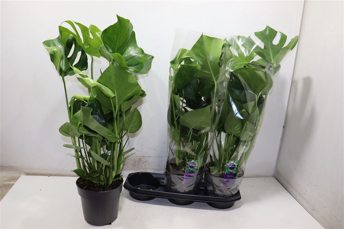 <h4>Monstera Deliciosa</h4>