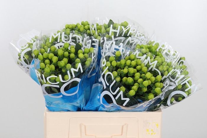 <h4>Hyp Coco Bamboo</h4>