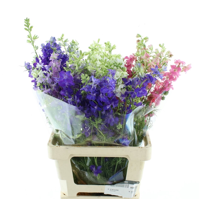 <h4>Delphinium Aj Mix</h4>