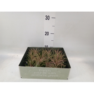 Tillandsia