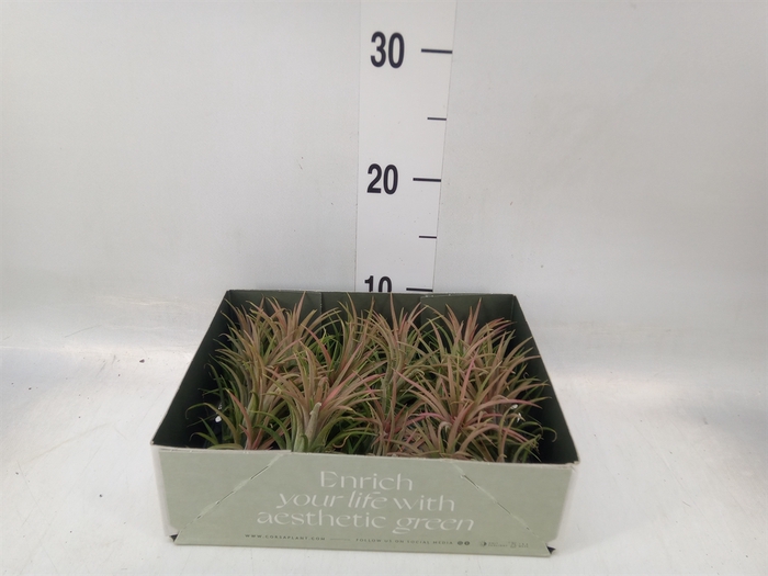 <h4>Tillandsia</h4>