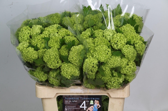 <h4>VIBURNUM ROSEUM ST</h4>