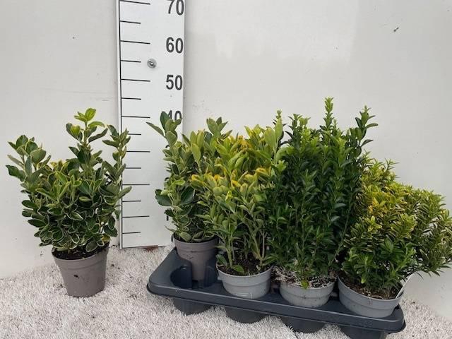 <h4>EUONYMUS JAP GEM</h4>