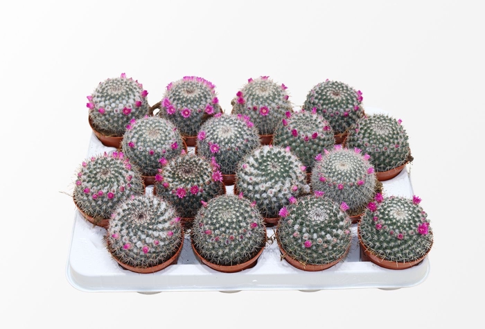 <h4>Mammillaria Hahniana (flowering)</h4>