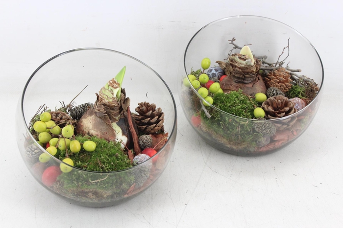 <h4>arr4 Amaryllis MB - Glas halve maan x2</h4>