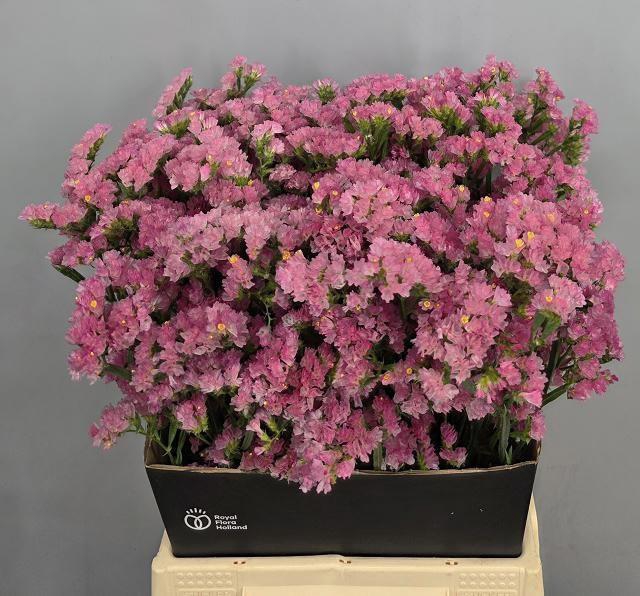 <h4>LIM S EMMA PEACH+</h4>