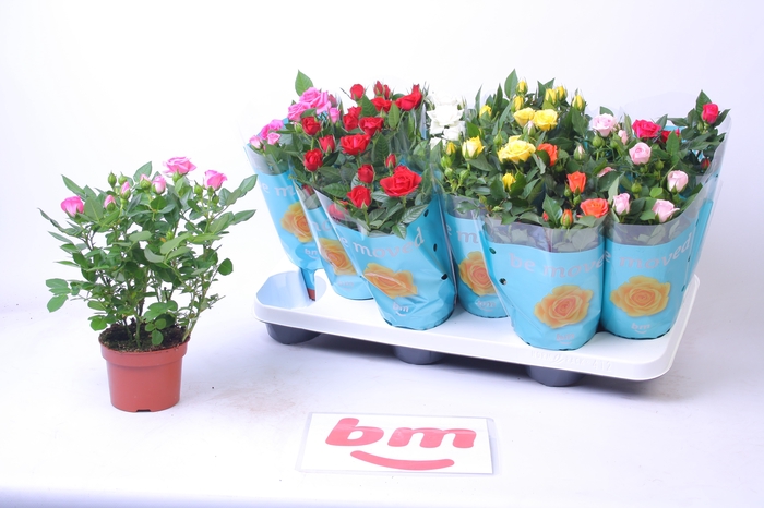 <h4>RO B MONDE GEM 7 SRT</h4>