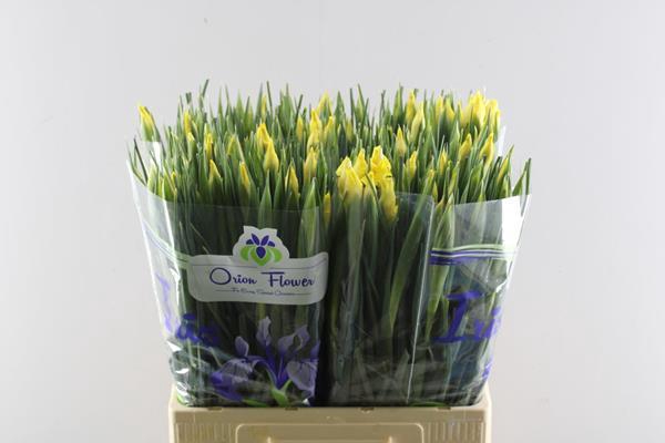 <h4>Iris Apollo</h4>