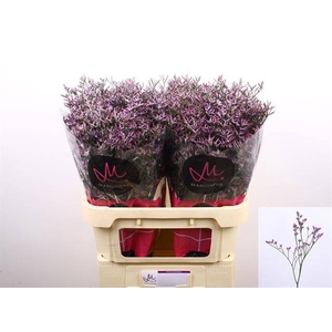 LIM SAF LILAC