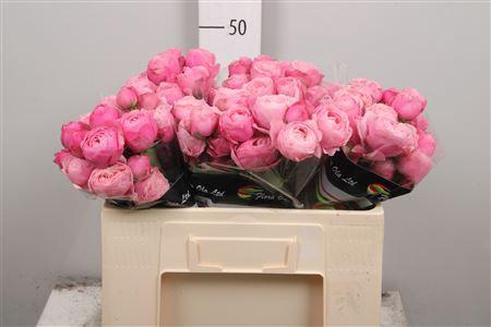 <h4>R Tr Silva Pink+</h4>