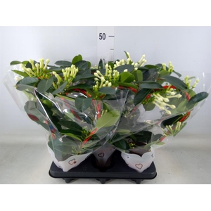 Stephanotis floribunda   ...