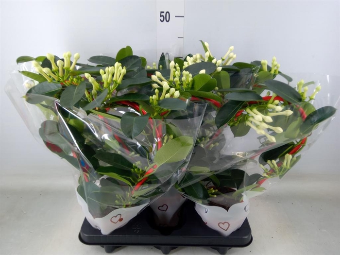<h4>Stephanotis floribunda   ...</h4>