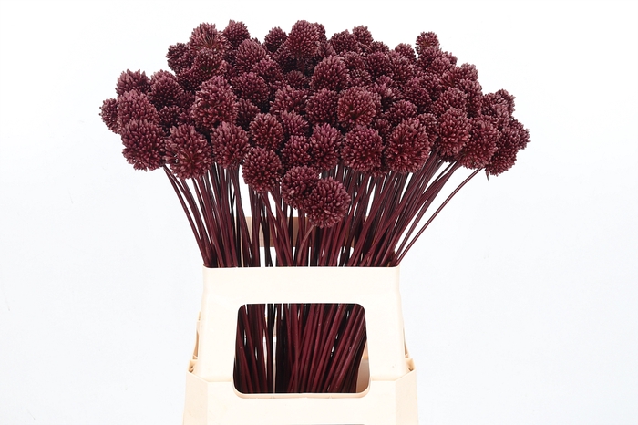 <h4>Allium Sphaero Kl Bh Bordeaux</h4>