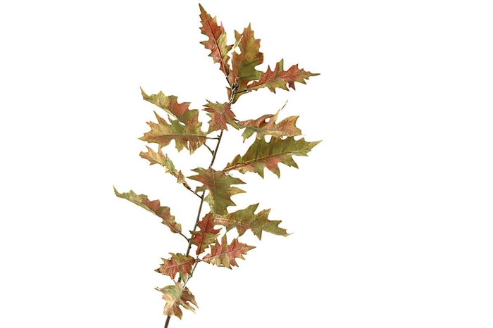 Oak Leaf Spray Brown Green LV330089BRN