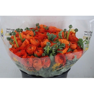 Ran Cloni Sup Mandarino