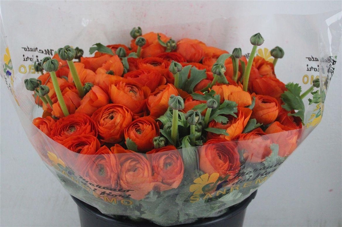 <h4>Ran Cloni Sup Mandarino</h4>