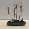 Bonsai