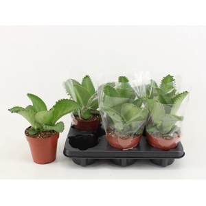KALANCHOE DAIGREMONT