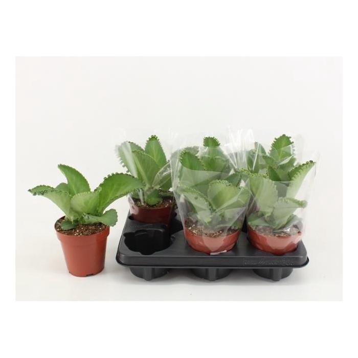 <h4>KALANCHOE DAIGREMONT</h4>