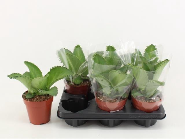 <h4>KALANCHOE DAIGREMONT</h4>