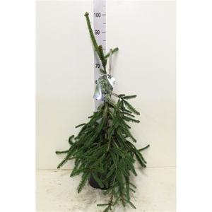 Picea abies 'Inversa' P26 potgedrukt