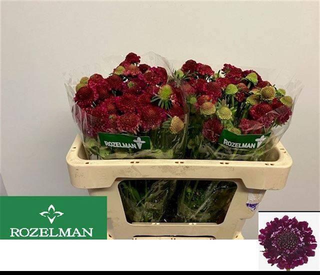 <h4>SCAB AT RASPBE SCOOP</h4>