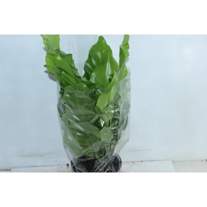 ASPLENIUM NIDUS P17