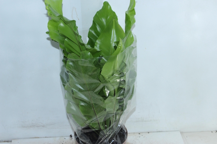 <h4>ASPLENIUM NIDUS P17</h4>