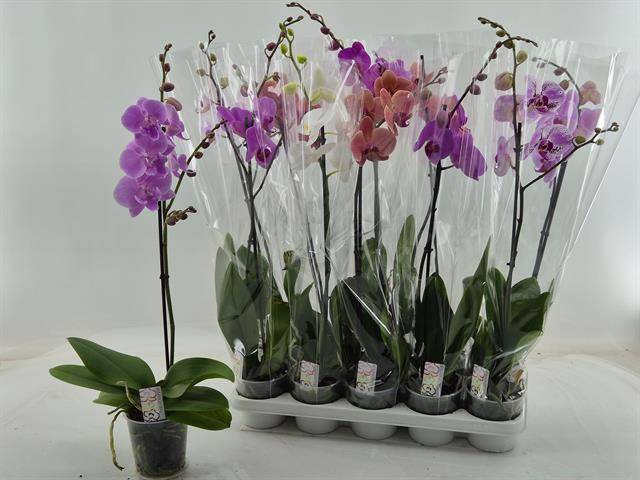 <h4>PHAL GEM</h4>